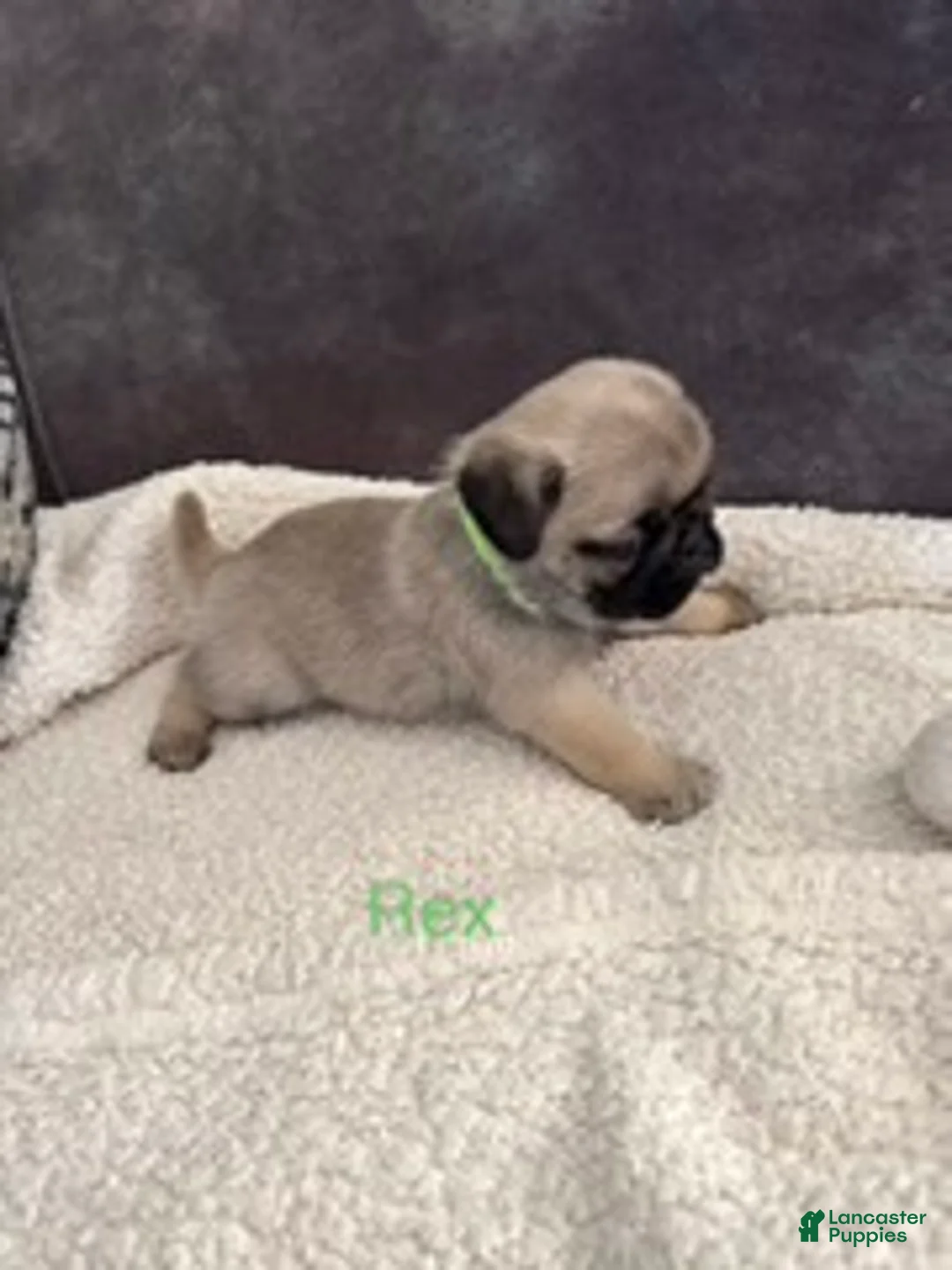 Pug dogs for sale: AKC, Rex - Ad 4