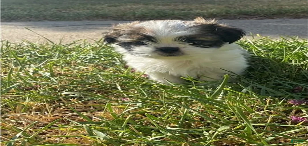 Gallery Image {{count}}