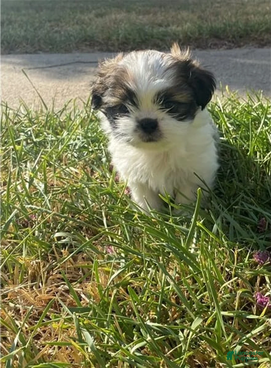 Gallery Image {{count}}