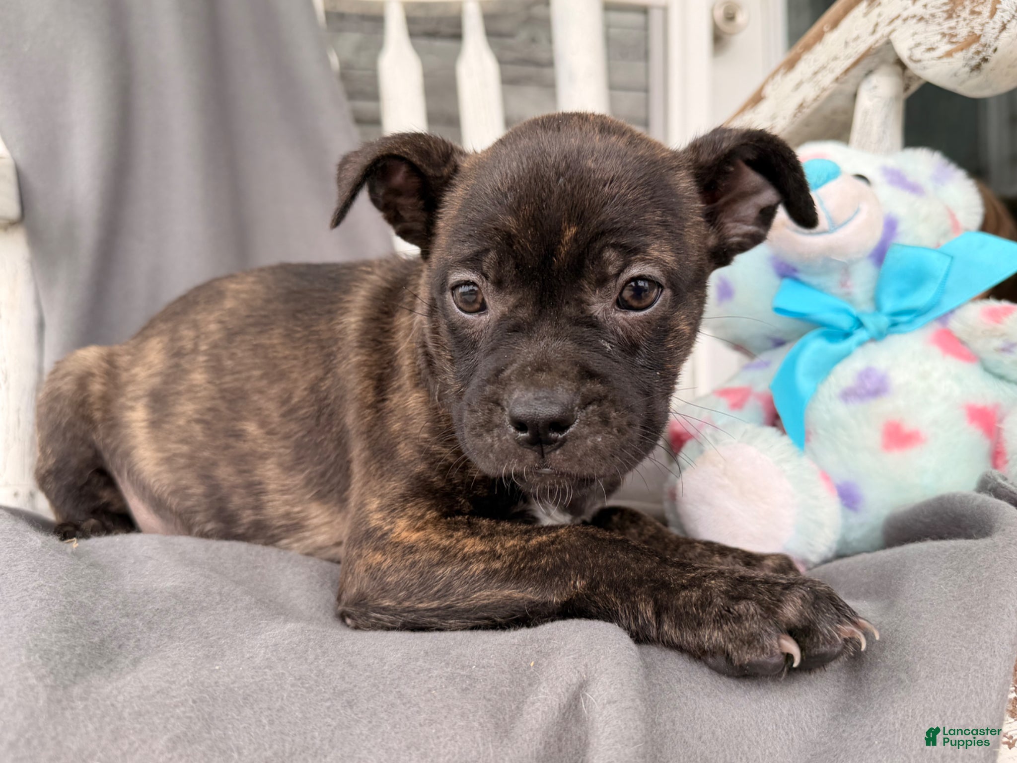 Mixed Breed dogs Windsong - Ad 2
