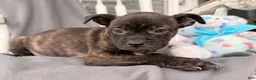 Mixed Breed dogs for sale: Windsong - Ad 2