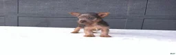 Yorkshire Terrier dogs for sale: Gracie - Ad 6