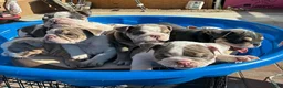 English Bulldog dogs for sale: Marshmallow - Ad 5