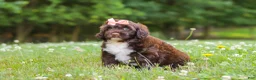 Portuguese Water Dog dogs for sale: Nora - Ad 4