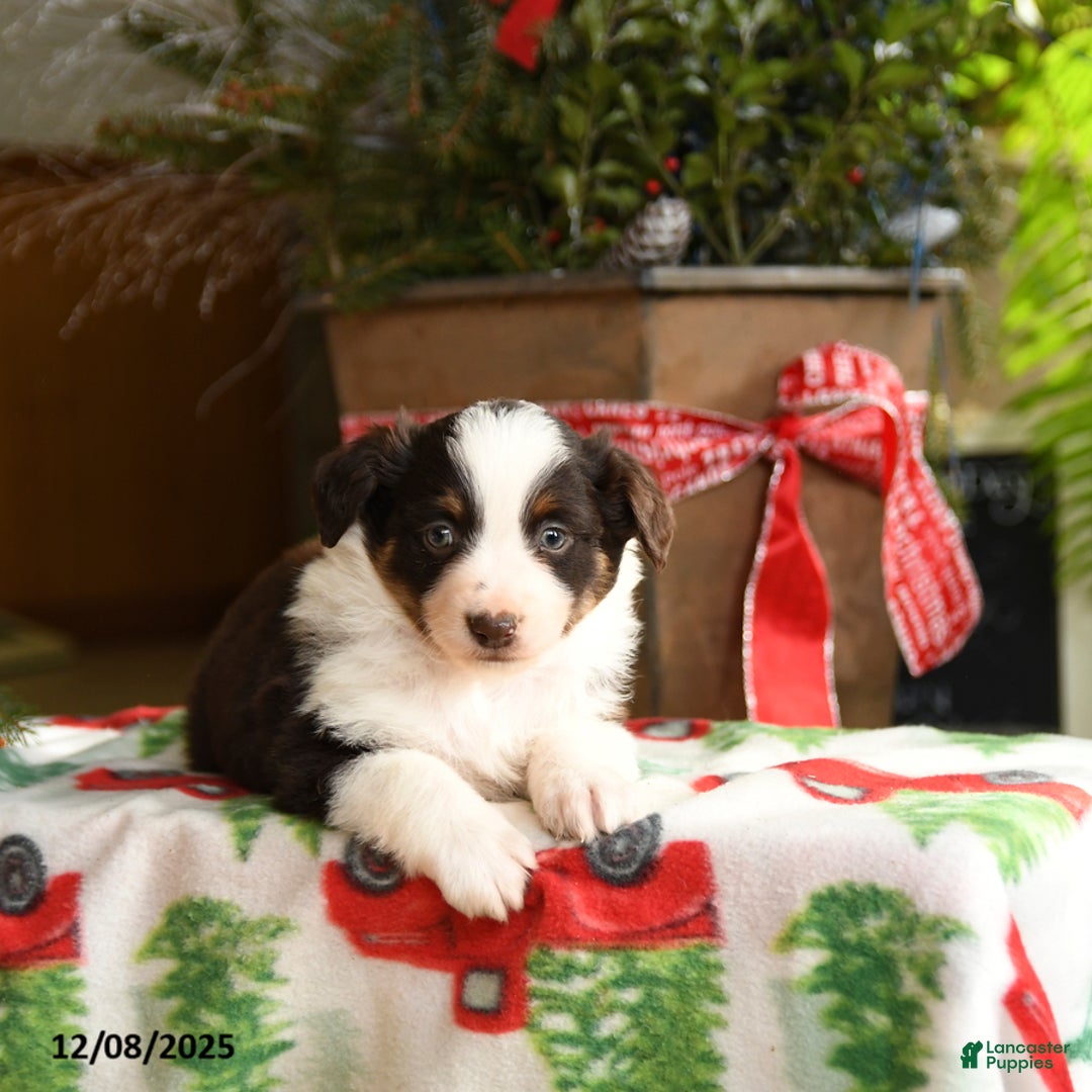 Australian Shepherd dogs for sale: Amy - Ad 5