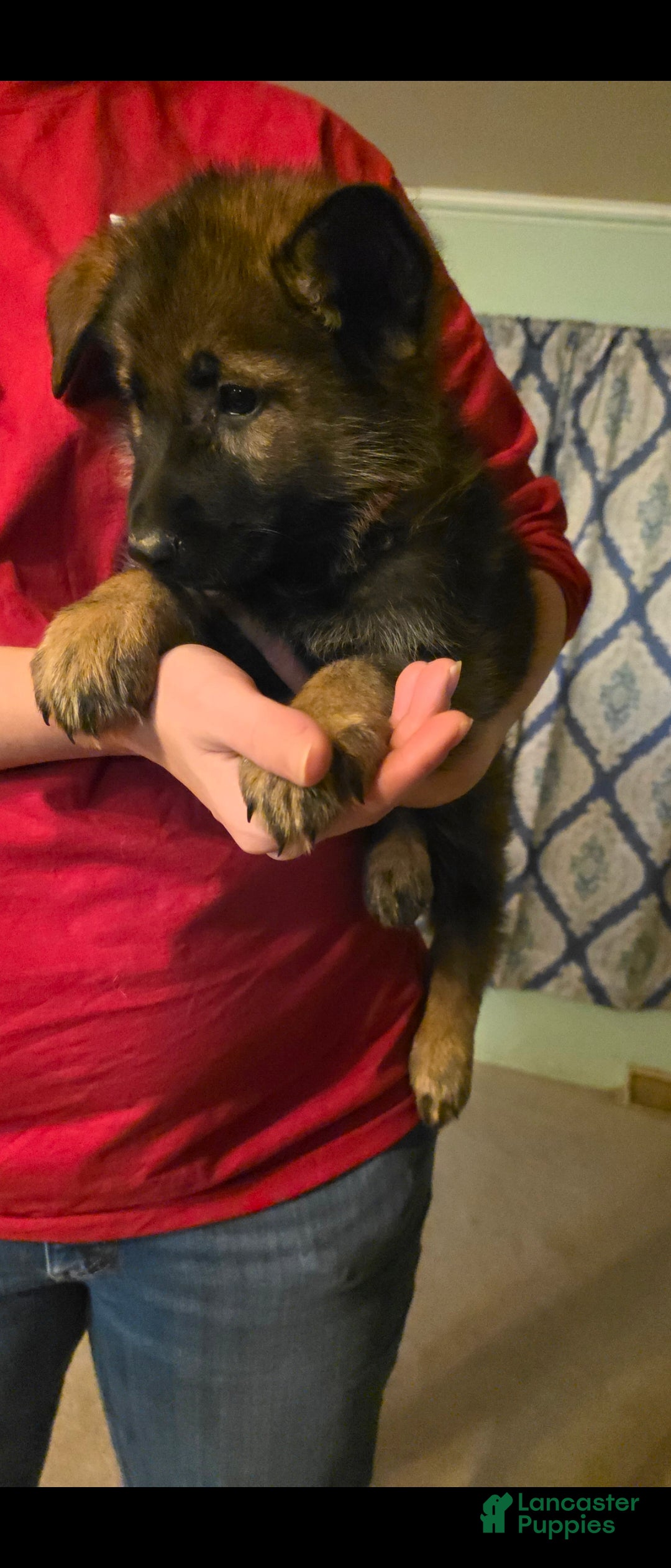 German Shepherd dogs for sale: German Shepherd Puppy 1 - Ad 5