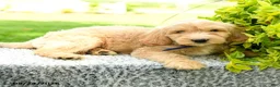 Mini Goldendoodle dogs for sale: Hudson - Ad 4