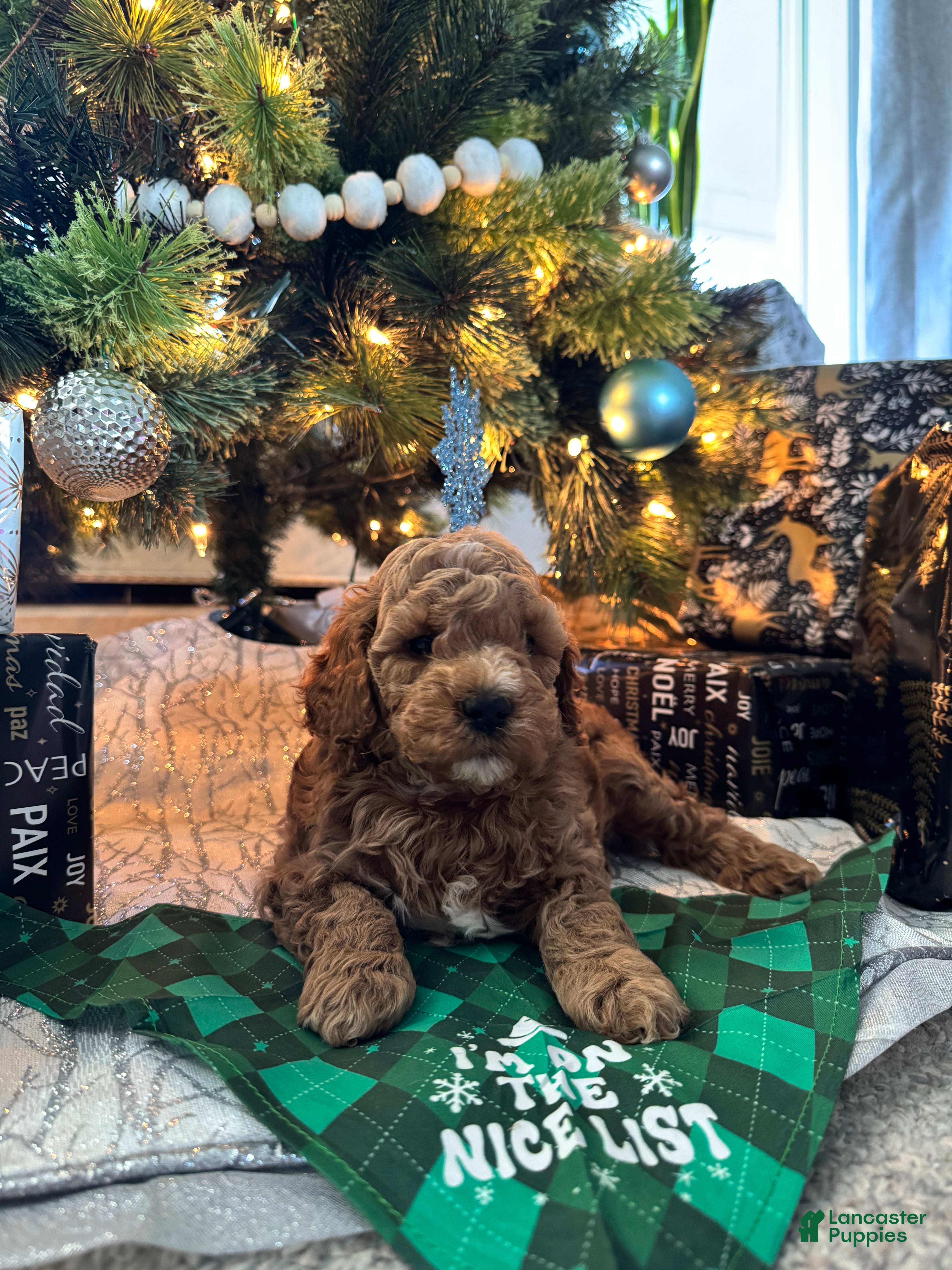 Mini Goldendoodle dogs Mini Goldendoodle Puppy 4 - Ad 15