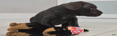 Cane Corso 1
