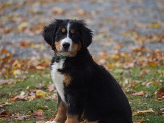 Bernese Mountain Dog dogs - Ad 19