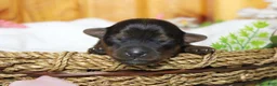 Yorkiepoo dogs for sale: Lady  - Ad 3