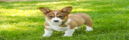 Welsh Corgi Pembroke dogs for sale: Giselle - Ad 4