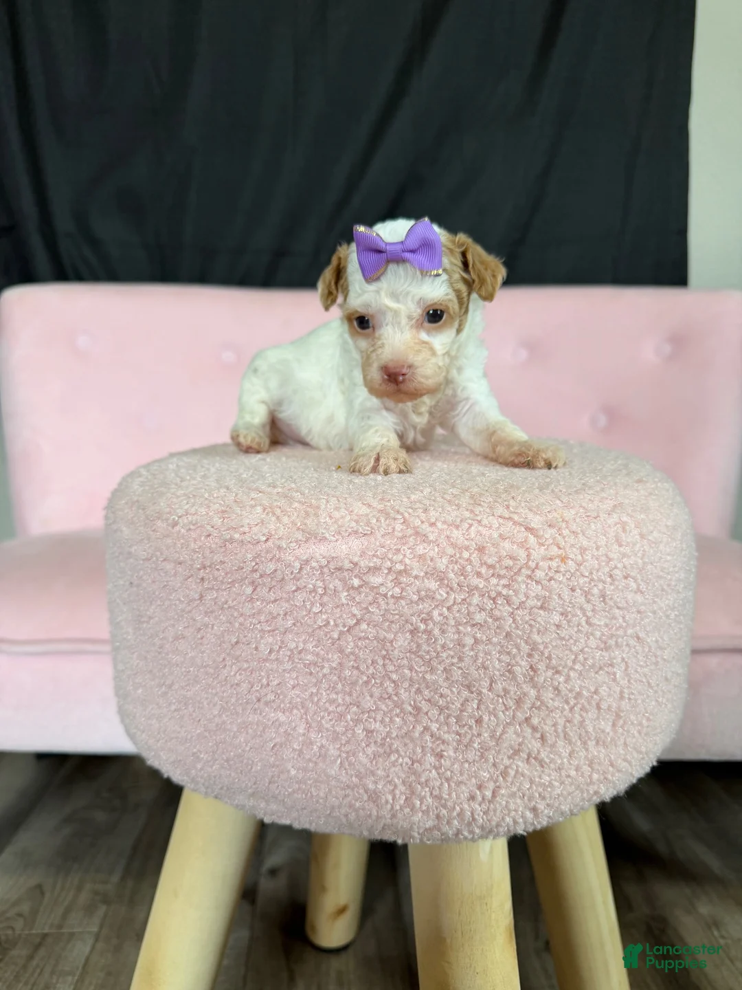 Miniature Poodle dogs for sale: Akc Clear 🧬 tested Chocolate Phantom Parti girl - Ad 2