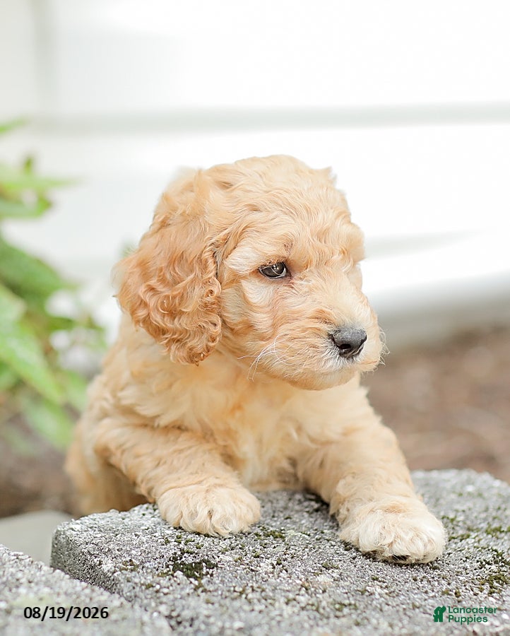 Goldendoodle dogs Justin - Ad 2
