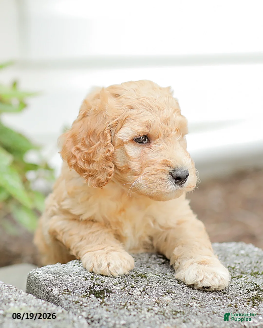 Goldendoodle dogs for sale: Justin - Ad 2