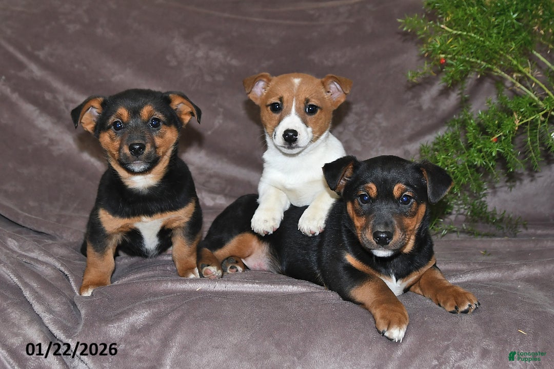 Mixed Breed dogs for sale: Shelly - Ad 3