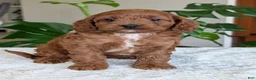 Cavapoo dogs for sale: Ellie - Ad 11
