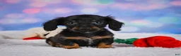 Miniature Dachshund dogs for sale: Winston - Ad 10