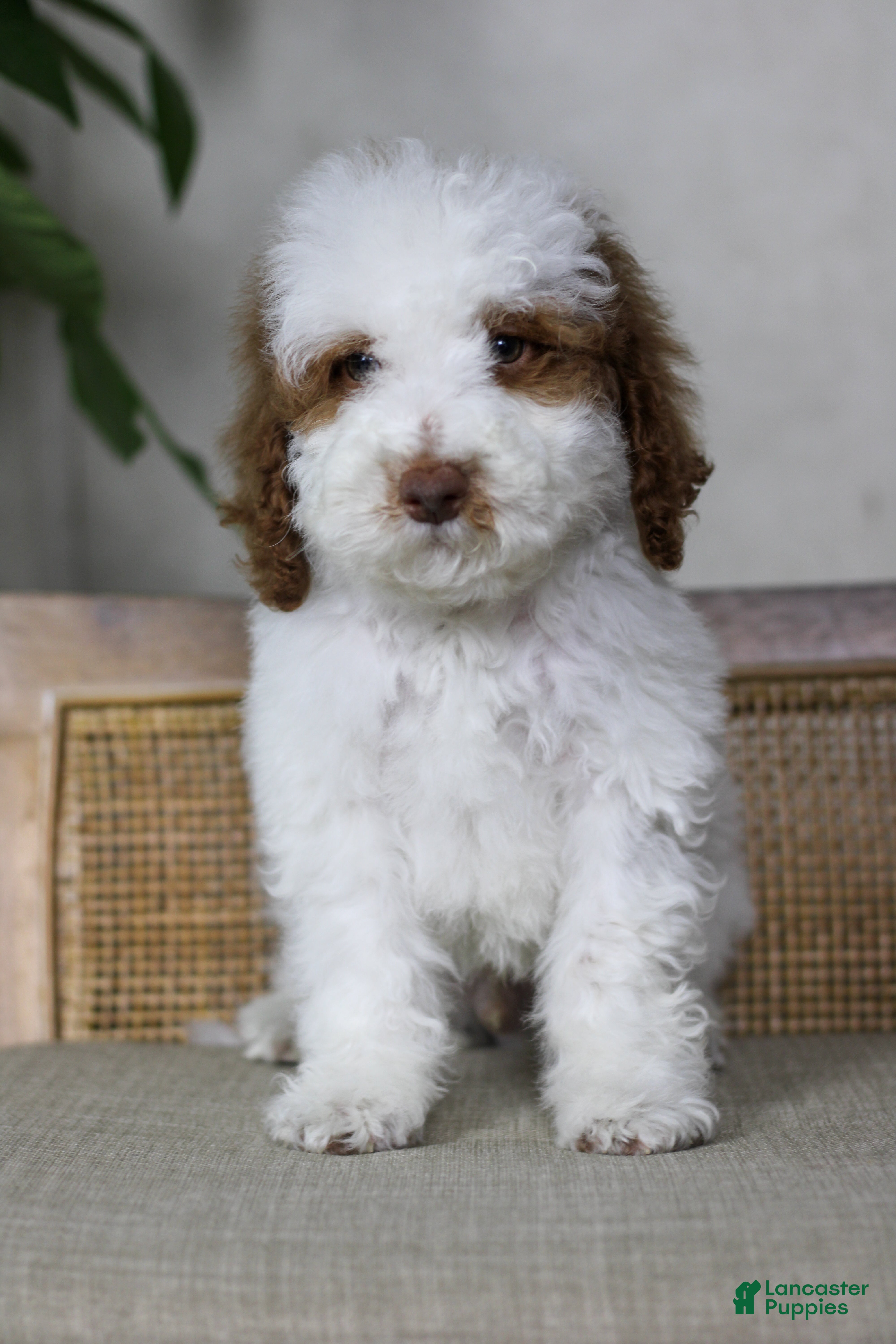 Goldendoodle dogs for sale: Sneezy - Ad 2
