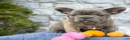 French Bulldog dogs for sale: Brody - Ad 1