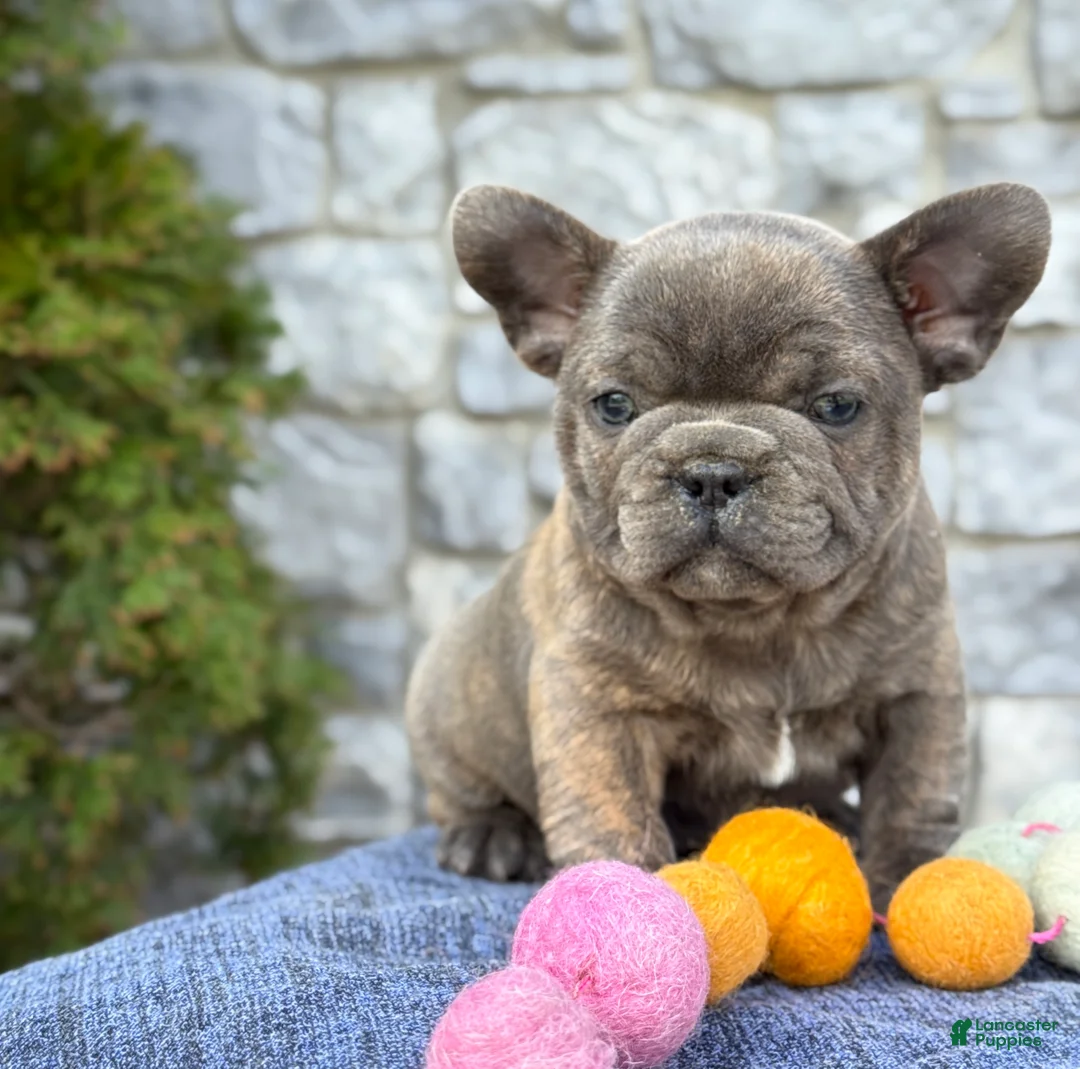 French Bulldog dogs for sale: Brody - Ad 1