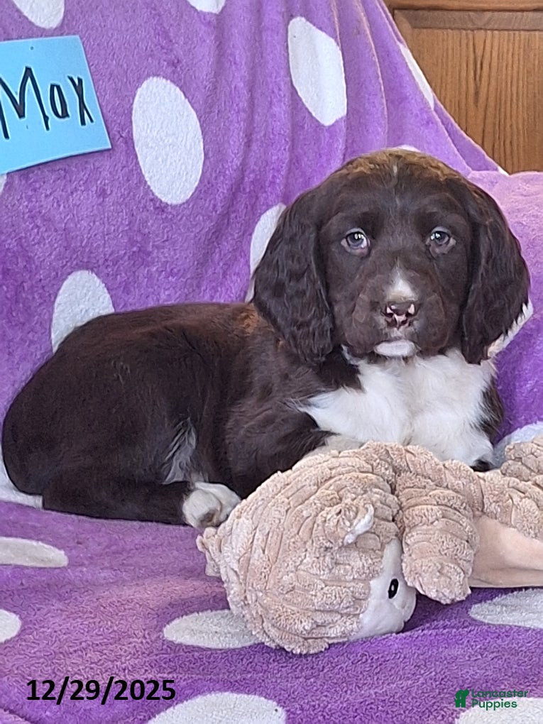 English Springer Spaniel dogs Max - Ad 6