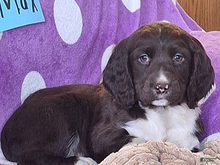 English Springer Spaniel dogs Max - Ad 6
