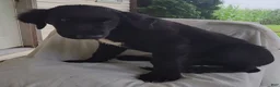 Mixed Breed dogs for sale: Robbie - Ad 3