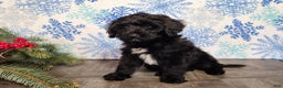 Mini Bernedoodle dogs for sale: Grace - Ad 3