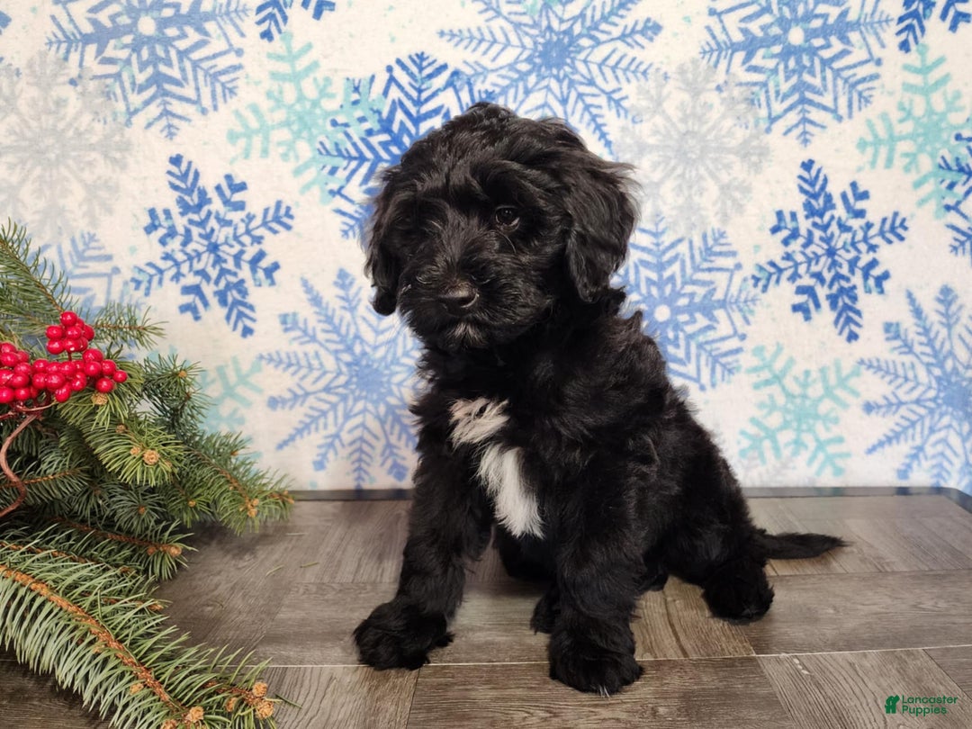 Mini Bernedoodle dogs for sale: Grace - Ad 3