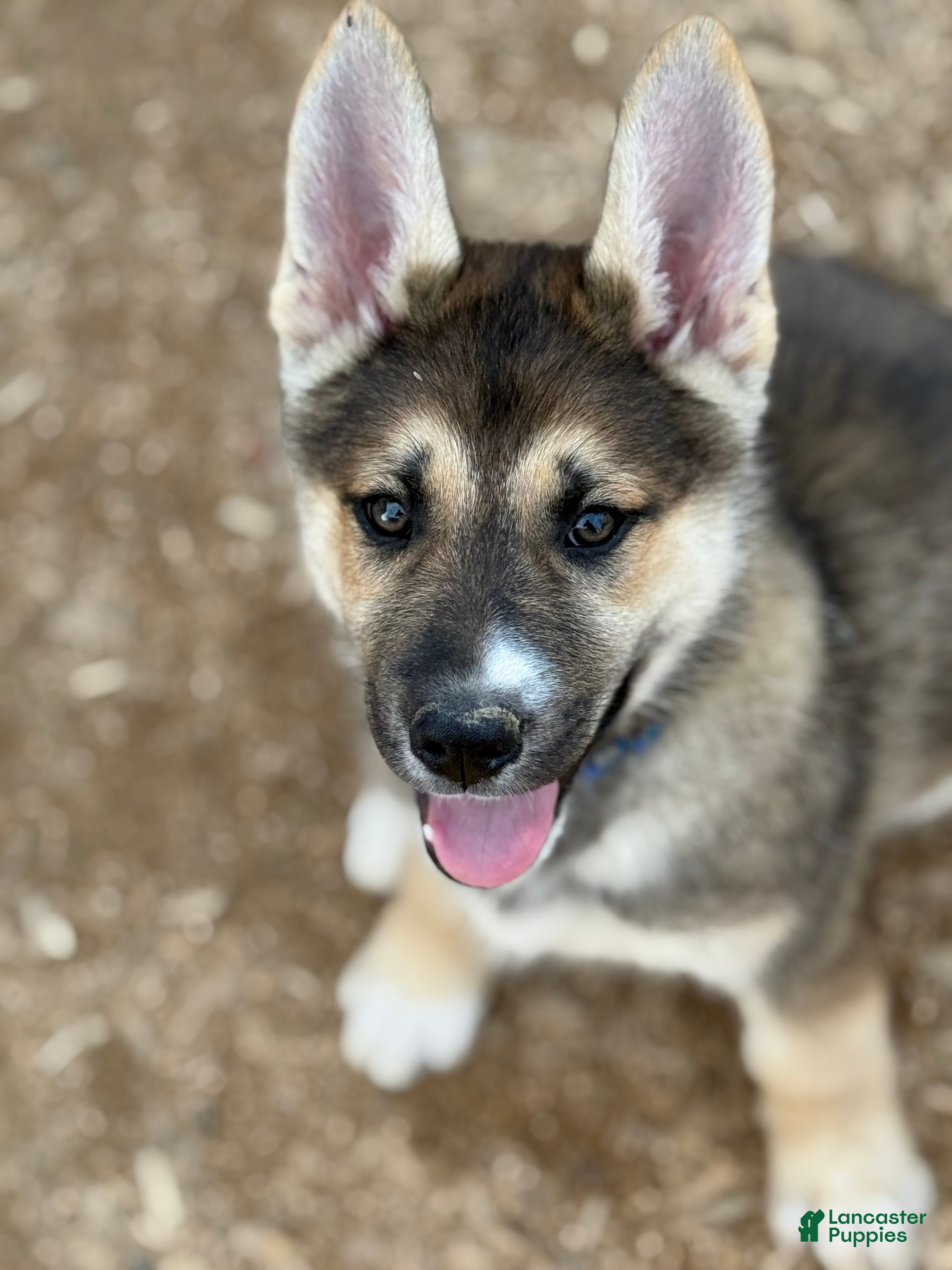 Gerberian Shepsky dogs Oliver - Ad 2