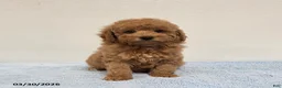 Mini Goldendoodle dogs for sale: Casey - Ad 10