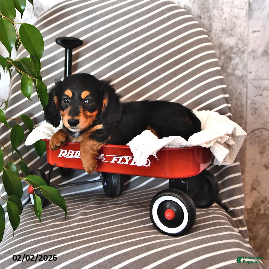 Miniature Dachshund dogs Valerie - Ad 2