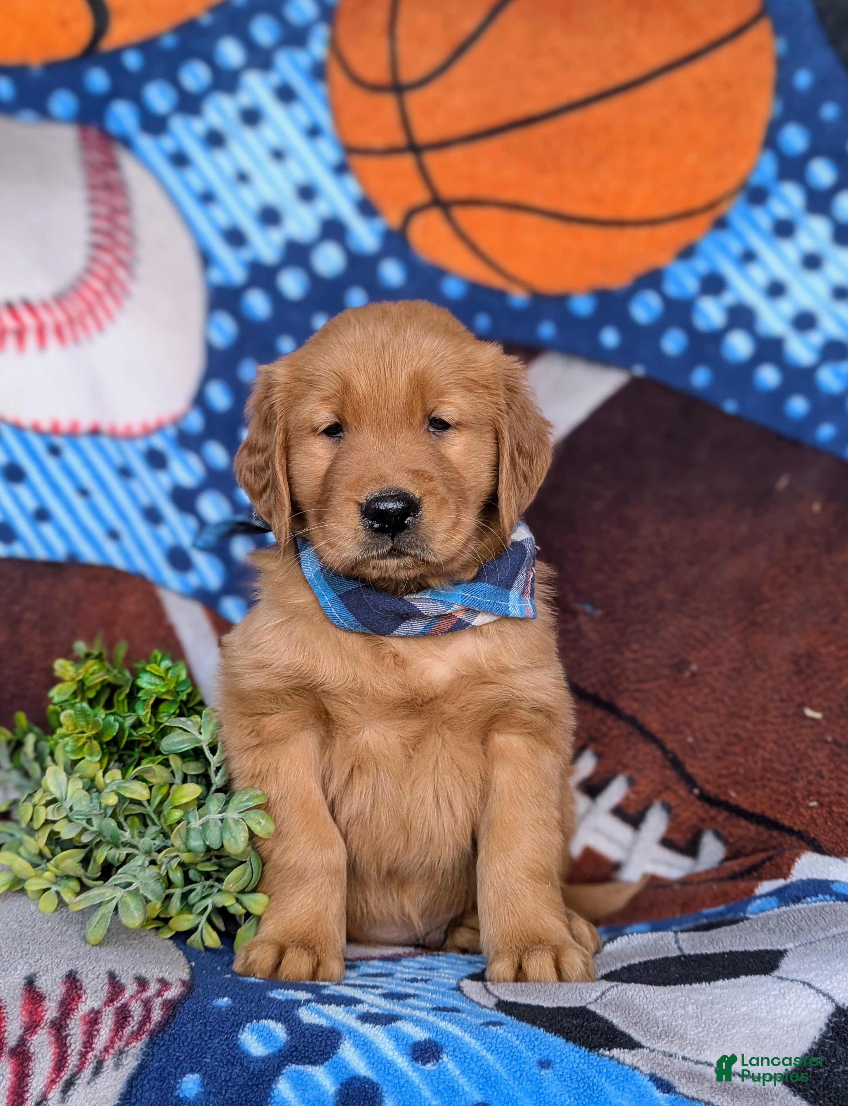 Golden Retriever dogs Kristoffer - Ad 2