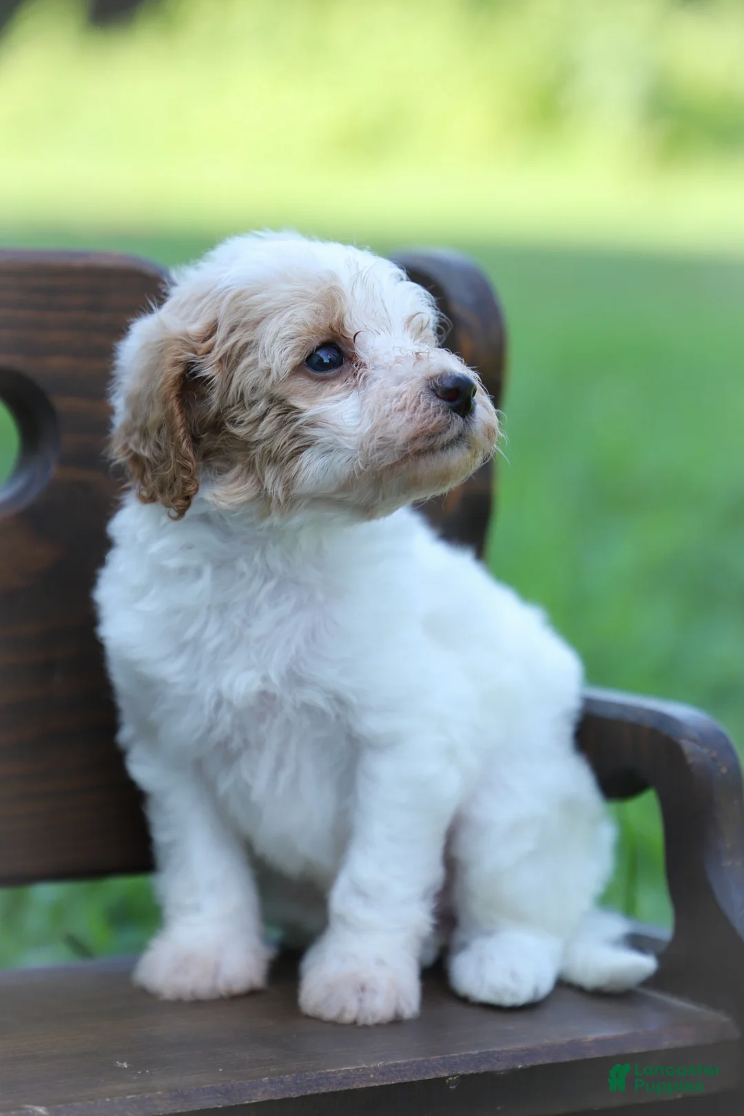 Miniature Poodle dogs for sale: Missy - Ad 1