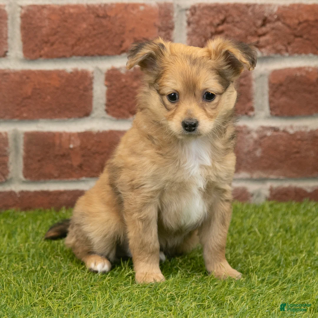 Chihuahua dogs for sale: Bentley - Ad 1
