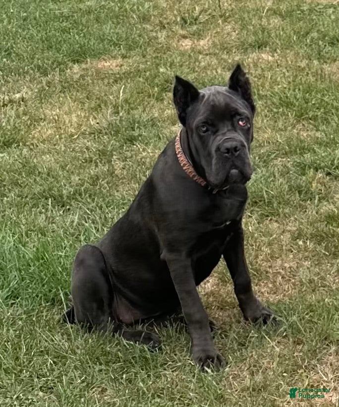 Cane Corso dogs Destiny - Ad 7