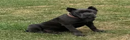 Cane Corso dogs for sale: Destiny - Ad 1