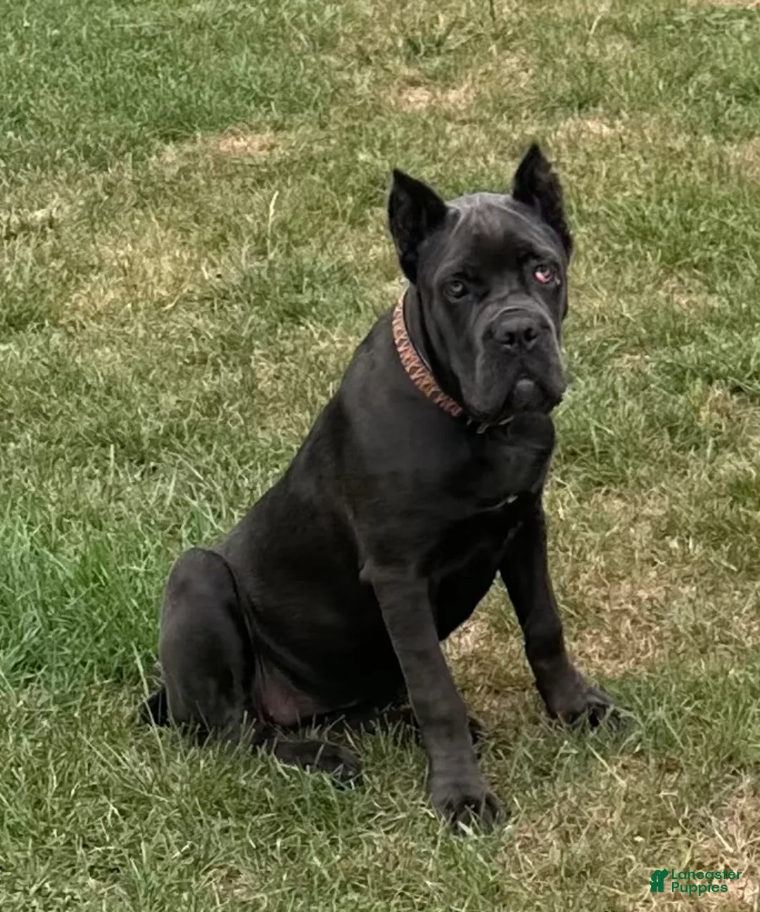 Cane Corso dogs for sale: Destiny - Ad 1