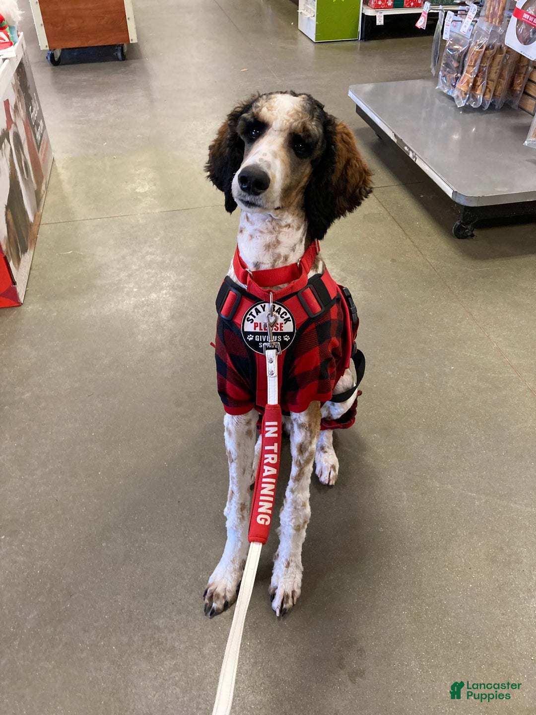 Standard Poodle dogs for sale: Flash - Ad 7