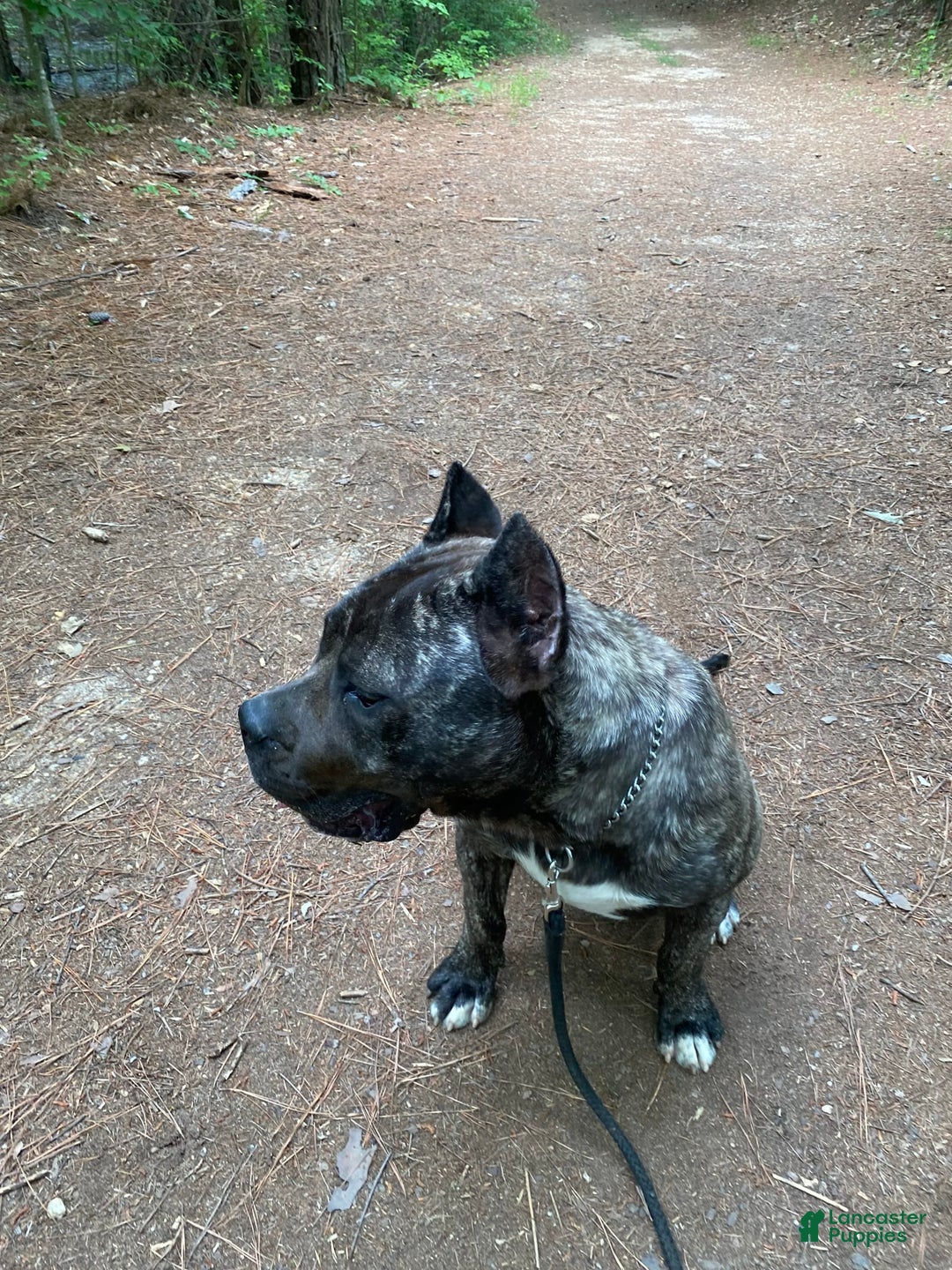 Gallery Image {{count}}