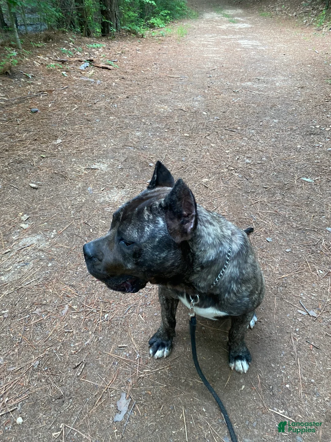 Gallery Image {{count}}