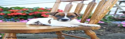 Jack Russell Terrier dogs for sale: Mint chip - Ad 3