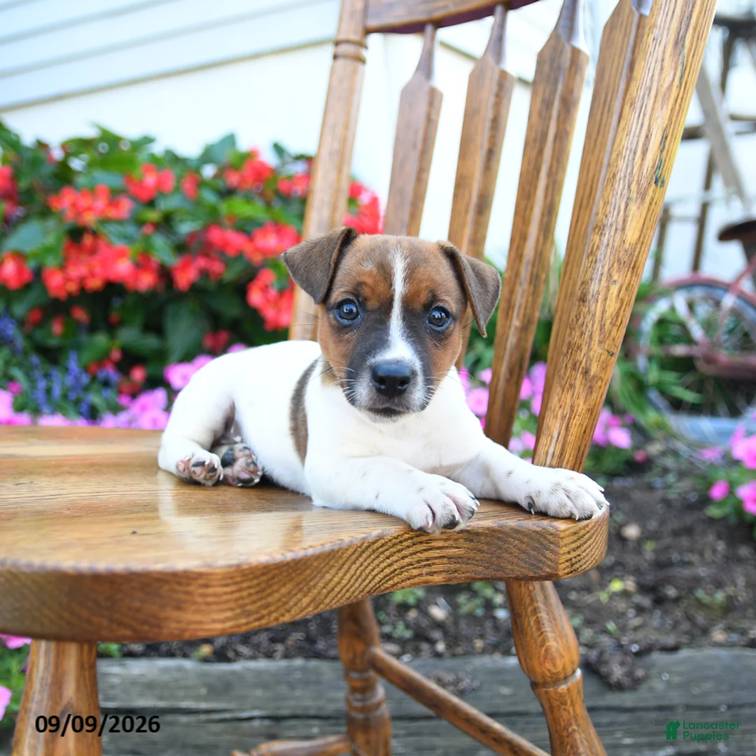 Jack Russell Terrier dogs for sale: Mint chip - Ad 3