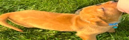 Labrador Retriever dogs for sale: Labrador Retriever 1 - Ad 6