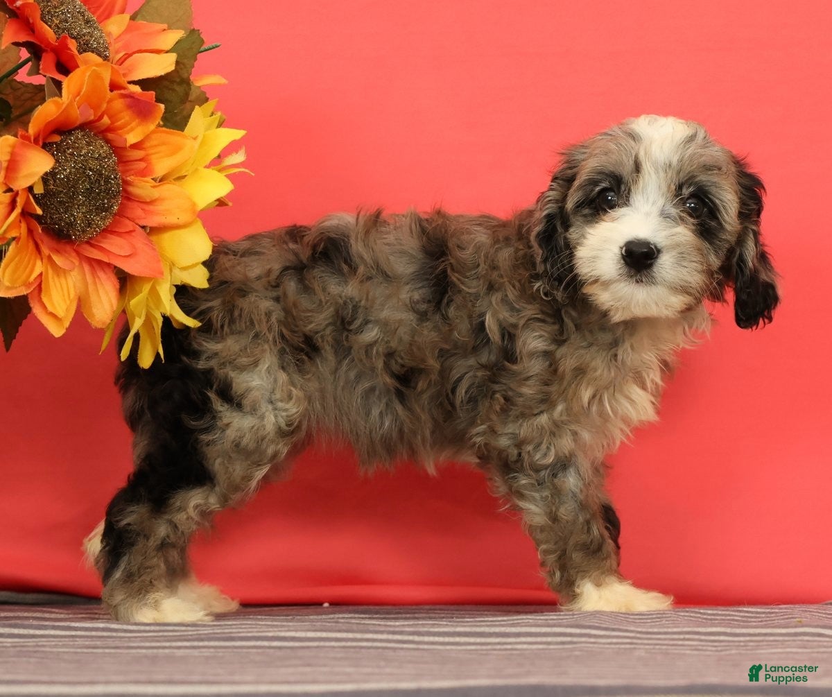 Cavapoo dogs Vera - Ad 2