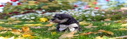 Miniature Schnauzer dogs for sale: Leon - Ad 4