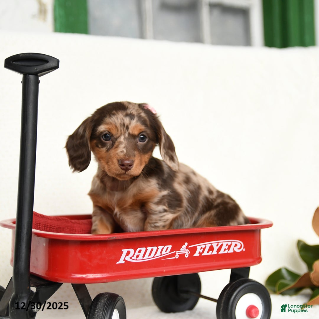 Miniature Dachshund dogs for sale: Cherish - Ad 3