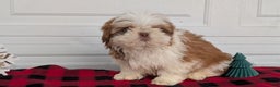 Shih Tzu dogs for sale: Mac - Ad 2