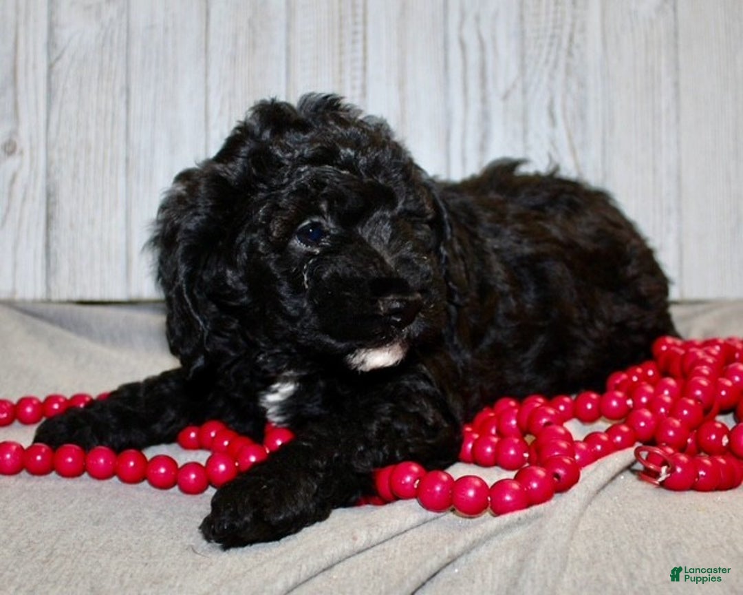 Mixed Breed dogs for sale: Darla - Ad 8